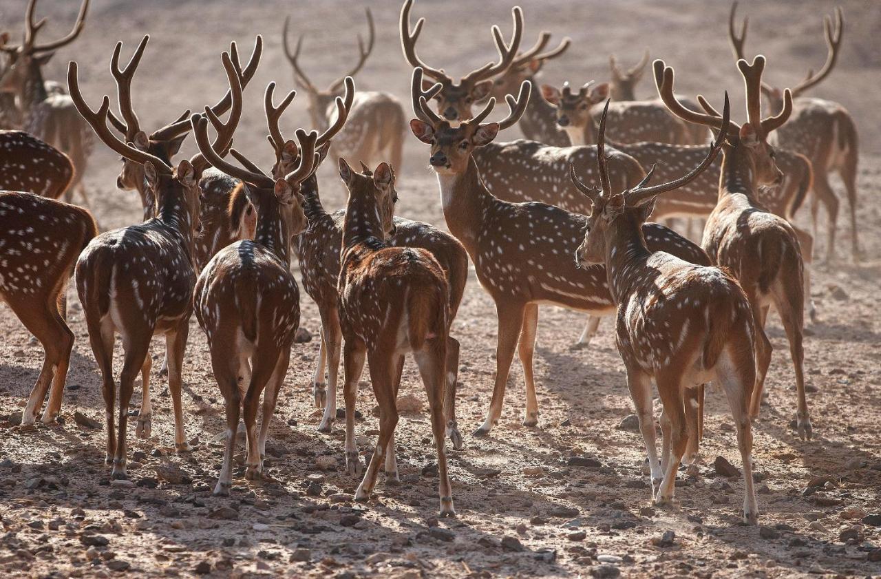 Anantara Sir Bani Yas Island Al Yamm Villa Resort Da'sah Eksteriør bilde
