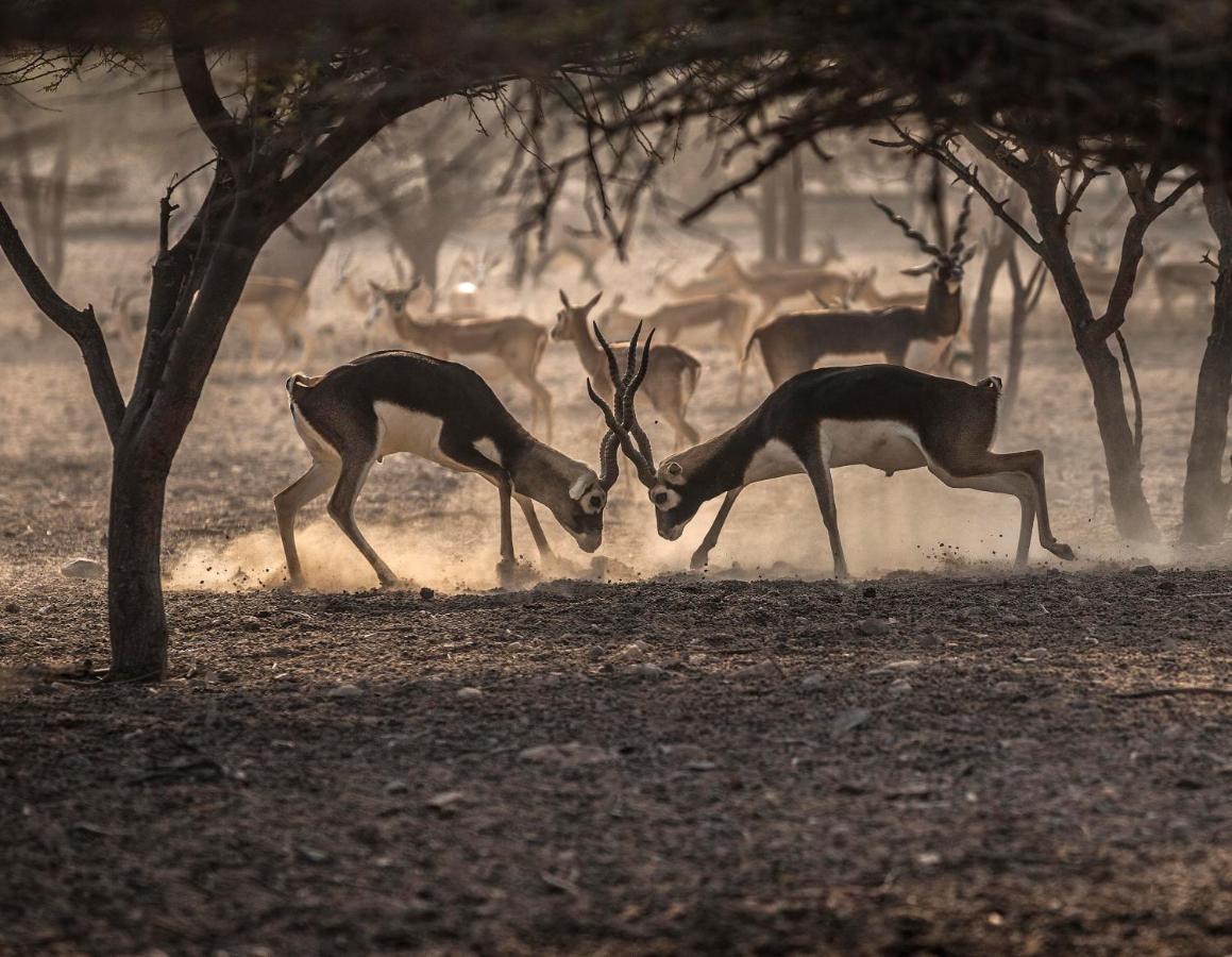 Anantara Sir Bani Yas Island Al Yamm Villa Resort Da'sah Eksteriør bilde