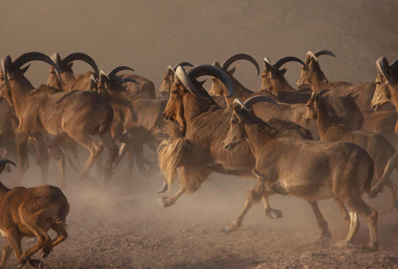 Anantara Sir Bani Yas Island Al Yamm Villa Resort Da'sah Eksteriør bilde